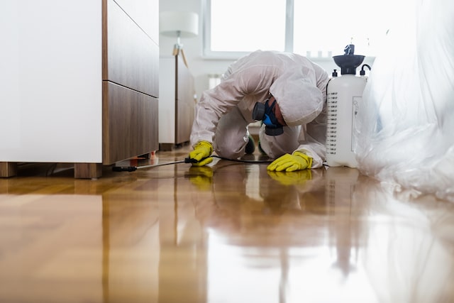 green pest control services in New York
